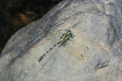 Hemigomphus heteroclytus