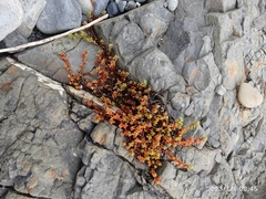 Crassula moschata