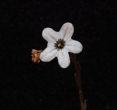 Cyphanthera microphylla