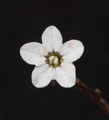 Cyphanthera microphylla