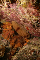 Australostichopus mollis