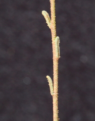 Cyphanthera microphylla