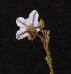 Cyphanthera microphylla