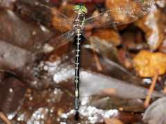 Eusynthemis nigra
