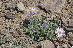 Erigeron caespitosus