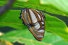Metamorpha elissa