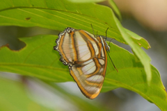Metamorpha elissa