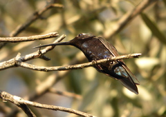 Heliomaster furcifer
