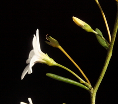 Cyphanthera racemosa