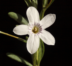 Cyphanthera racemosa