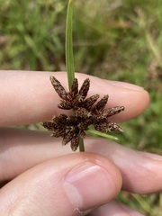 Fimbristylis ferruginea