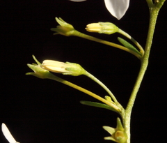 Cyphanthera racemosa