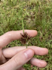 Fimbristylis ferruginea