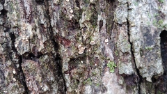 Aleurodiscus oakesii