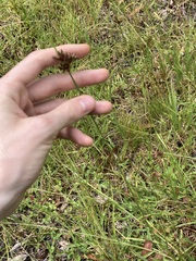 Fimbristylis ferruginea