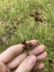 Fimbristylis ferruginea