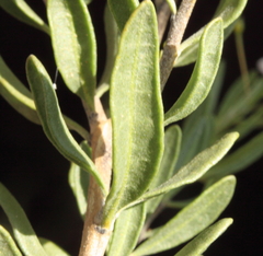 Cyphanthera racemosa