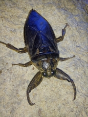 Lethocerus medius