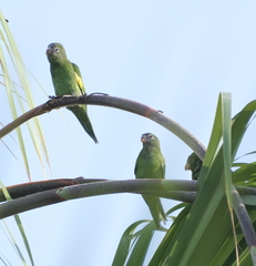 Brotogeris versicolurus