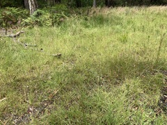 Fimbristylis ferruginea