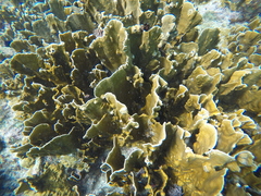 Millepora complanata