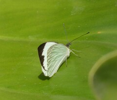 Leptophobia aripa