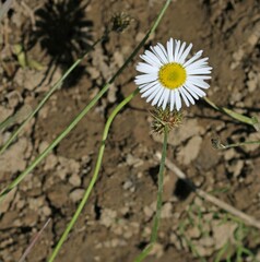 Erigeron coulteri