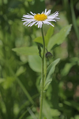 Erigeron coulteri