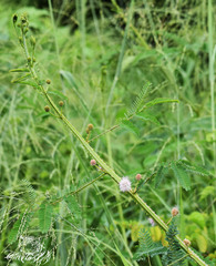 Mimosa diplotricha