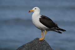 Larus belcheri