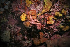 Uniophora granifera
