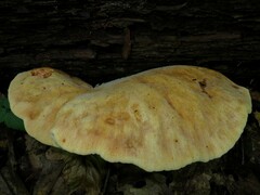 Buglossoporus quercinus