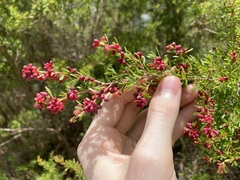 Eremococcus pirogallis