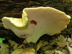 Buglossoporus quercinus