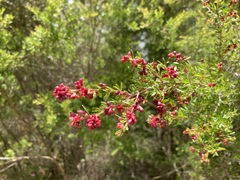 Eremococcus pirogallis