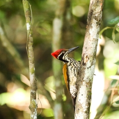 Chrysocolaptes guttacristatus