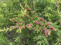 Eremococcus pirogallis