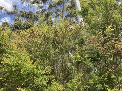 Eremococcus pirogallis