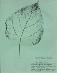 Catalpa bignonioides
