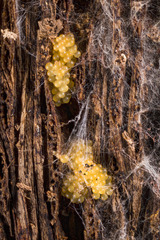 Stigmatella