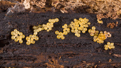 Stigmatella