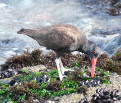 Haematopus ater