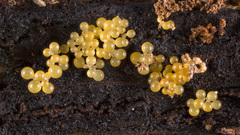Stigmatella