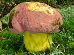 Butyriboletus roseopurpureus
