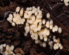 Henningsomyces