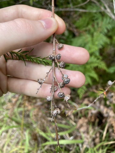 Image of Leptospermum juniperinum by (c) Thomas Mesaglio, some rights reserved (CC BY)