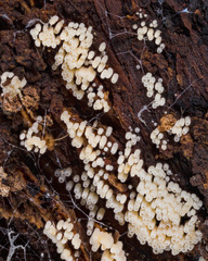 Henningsomyces