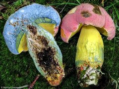 Butyriboletus roseopurpureus