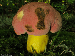 Butyriboletus roseopurpureus