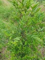 Psidium friedrichsthalianum